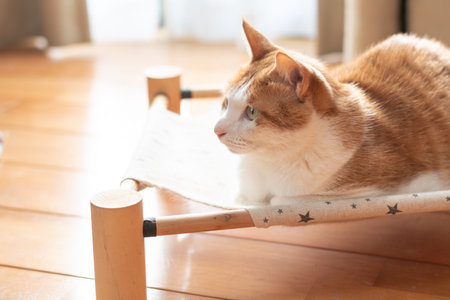 Cat lying down and relaxing Brown tabby and whiteの写真素材