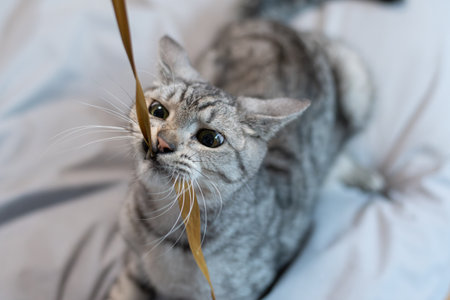 Cute cat playing with a toy Tabby catの写真素材