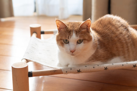 Cat lying down and relaxing Brown tabby and whiteの写真素材