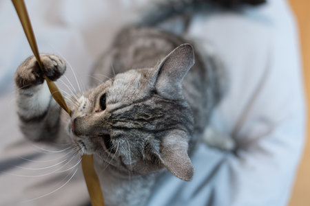 Cute cat playing with a toy