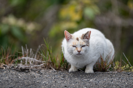 Cute stray cat sittingの写真素材