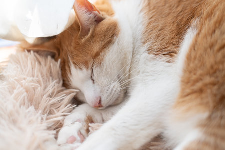 Cute cat sleeping by the window, brown tabby and whiteの写真素材