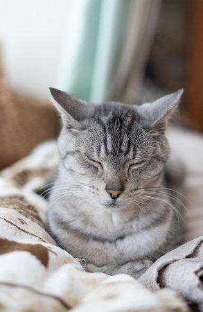 Cute cat sleepingの写真素材