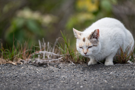 Cute stray cat sittingの写真素材