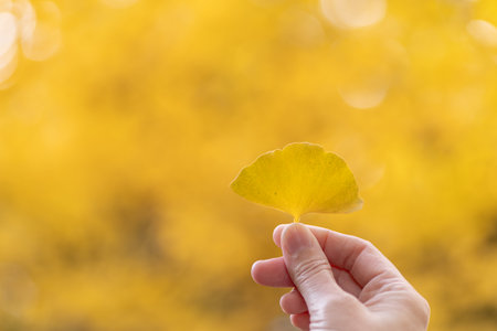 A person holding a yellow ginkgo leaf