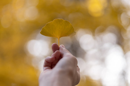 A person holding a yellow ginkgo leaf
