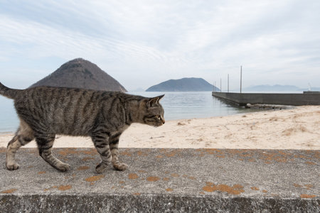 Stray cat walking on the embankment Brown tabby catの写真素材