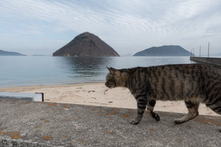 Stray cat walking on the embankment Brown tabby catの写真素材