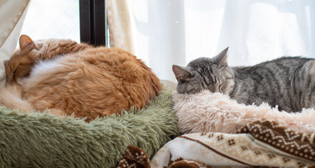Two cats sleeping by the windowの写真素材