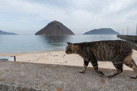 Stray cat walking on the embankment Brown tabby catの写真素材