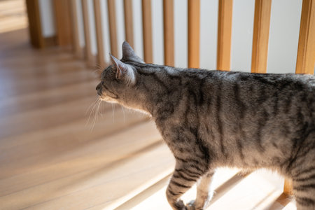 Cat walking in the house, tabby catの写真素材