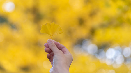 A person holding a yellow ginkgo leafの写真素材