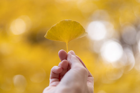 A person holding a yellow ginkgo leafの写真素材