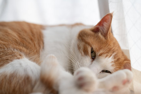 A cute cat relaxing in its favorite spot Brown tabby and whiteの写真素材