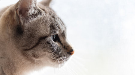 Profile of a cute cat gazing at you Siamese tabby catの写真素材
