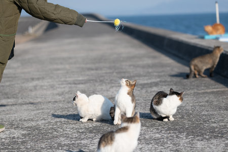Cute cats playing with toysの写真素材