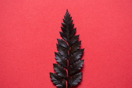 Leaves on a red backgroundの写真素材