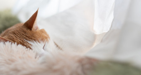 Cute cat sleeping by the window, brown tabby and whiteの写真素材