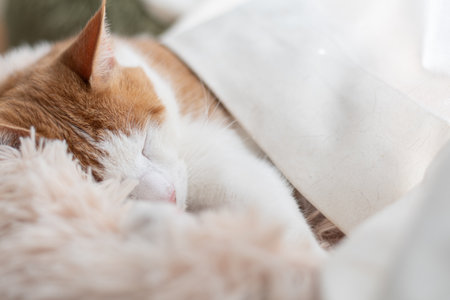 Cute cat sleeping by the window, brown tabby and whiteの写真素材