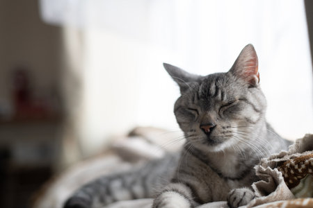 Cute cat staringの写真素材