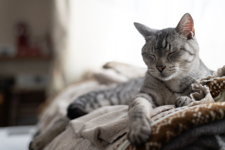 Cute cat staring, brown tabby catの写真素材