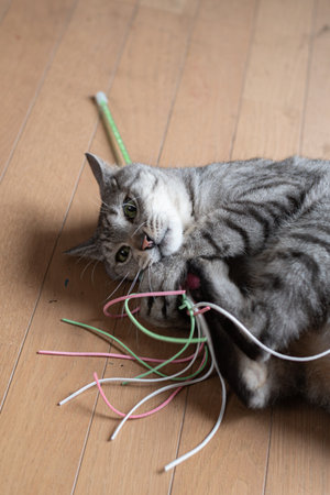 Cute cat playing with a toy Tabby catの写真素材