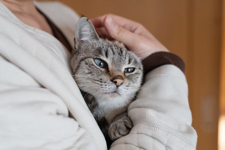 Owner hugging cute cat Siamese tabby cat