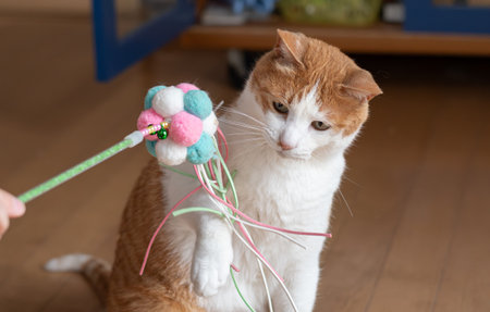 Cat playing with a toy Brown tabby white