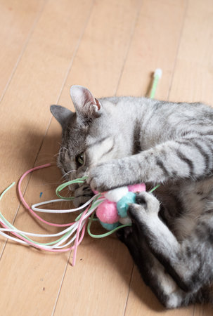 Cute cat playing with a toy Tabby catの写真素材