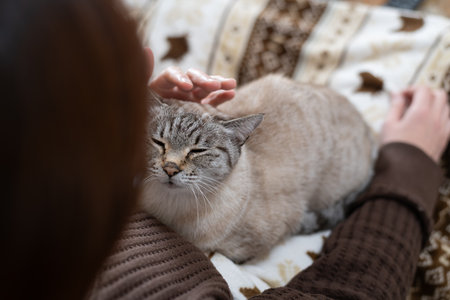 Owner petting his cute catの写真素材