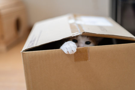 Cat peeking out from cardboard, brown tabby and white