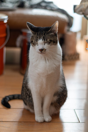Cute cat sitting and staring, brown tabby and white