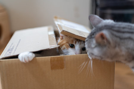 Cat playing in cardboard box, brown tabby and whiteの写真素材