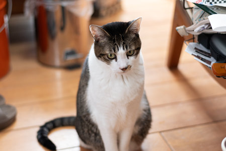 Cute cat sitting and staring, brown tabby and whiteの写真素材