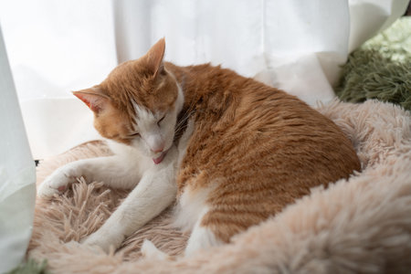 Grooming cat brown tabby whiteの写真素材