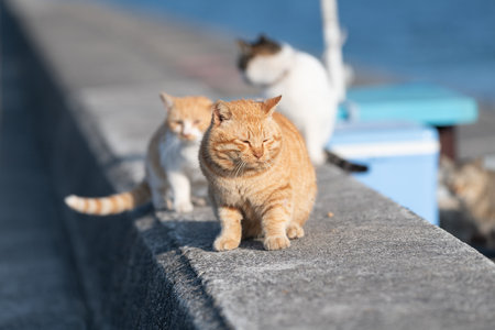 Cute cat sitting on the bank Brown tabby catの写真素材