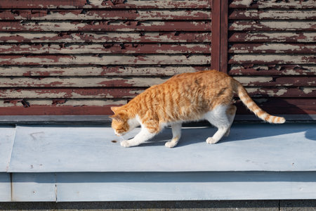 Cat sniffing gestures Brown tabby whiteの写真素材
