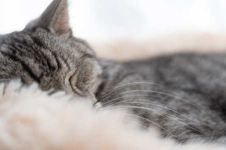 Cute cat sleeping by the window, brown tabby catの写真素材