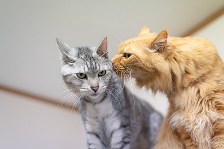 Cute cats sniffing each other