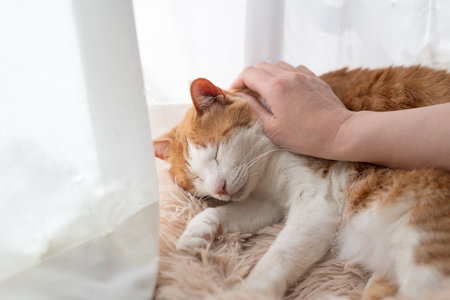 Owner stroking cute pet cat Brown tabby whiteの写真素材