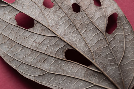 Fallen leaves photographed with a macro lensの写真素材