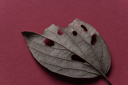 Fallen leaves photographed with a macro lens