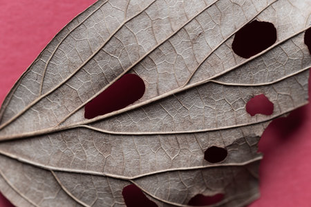 Fallen leaves photographed with a macro lens