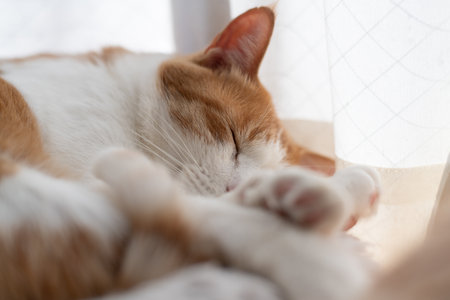 Cute cat sleeping by the window, brown tabby and whiteの写真素材