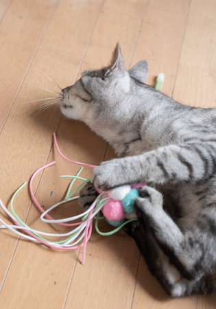 Cute cat playing with a toy Tabby cat