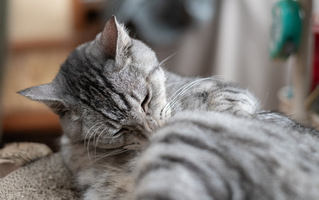 Cute cat grooming Mackerel tabby catの写真素材