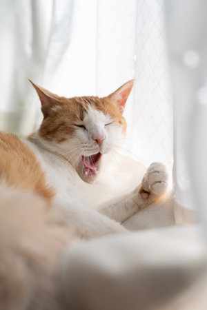 Yawning cute cat brown tabby whiteの写真素材