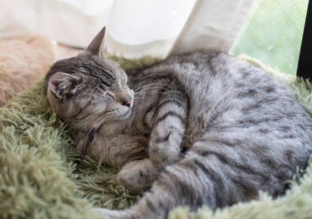 Cute cat sleeping by the windowの写真素材