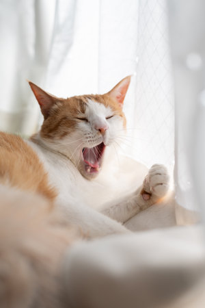 Yawning cute cat brown tabby whiteの写真素材