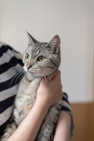 Hugging a cat - Tabby catの写真素材